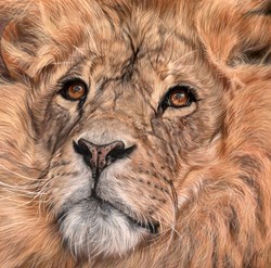 Reticent by Valerie Simms - Original Drawing on Mounted Paper sized 20x20 inches. Available from Whitewall Galleries